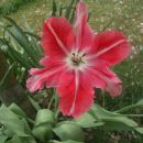 tulipan
