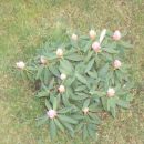 rododendron