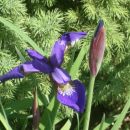iris