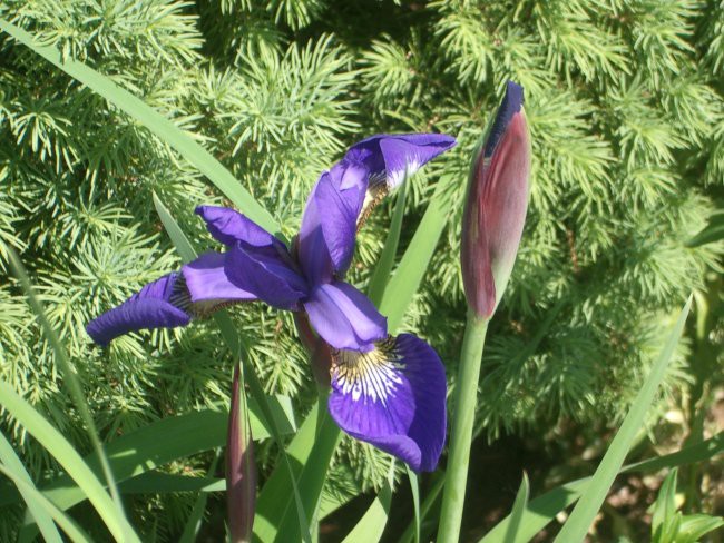 iris