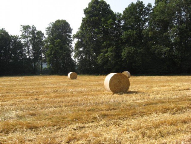 Žetev 2008 - foto