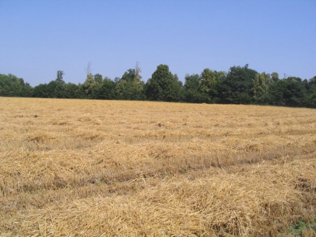 Žetev in spravilo slame - foto