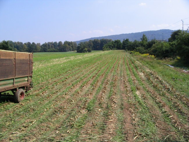 Siliranje 2007 - foto povečava