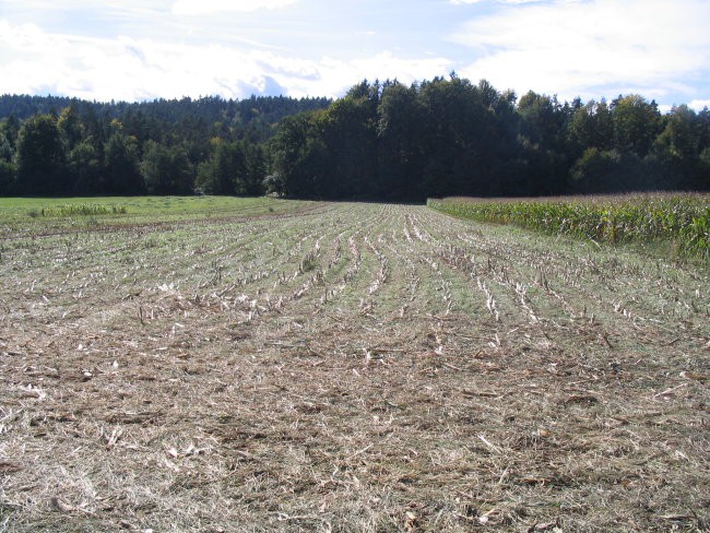 Siliranje 2007 - foto povečava
