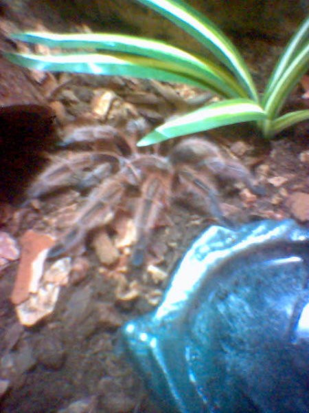 Grammostola Rosea - foto