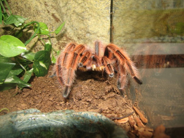 Grammostola Rosea - foto