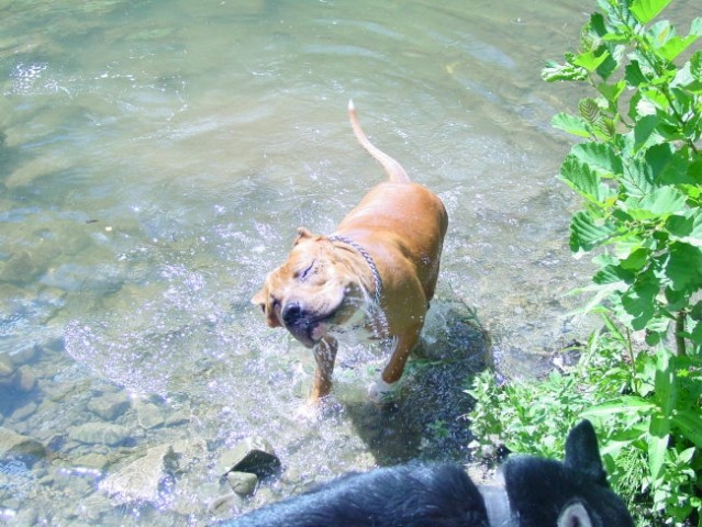 Slike psov avgust - foto