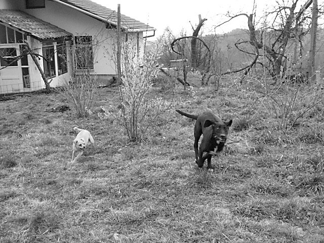 Gaja in tara pri igri zunaj - foto