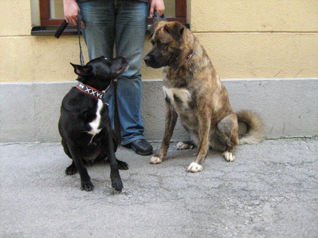 Minizooplaytime - foto