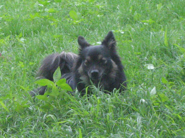 Tara,aika,boogie - foto povečava