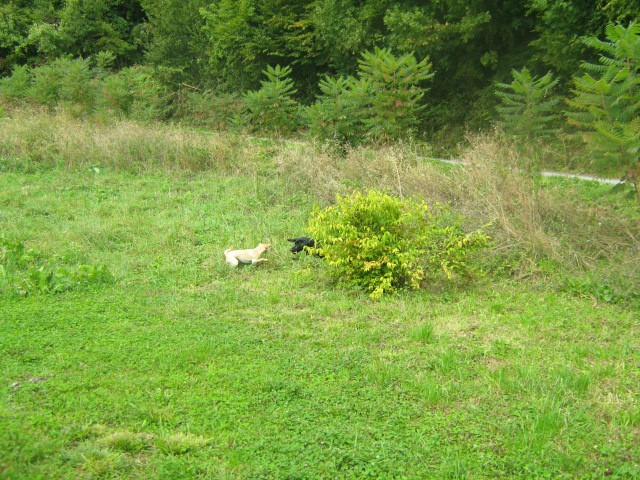 Tarin rojstni dan - foto povečava