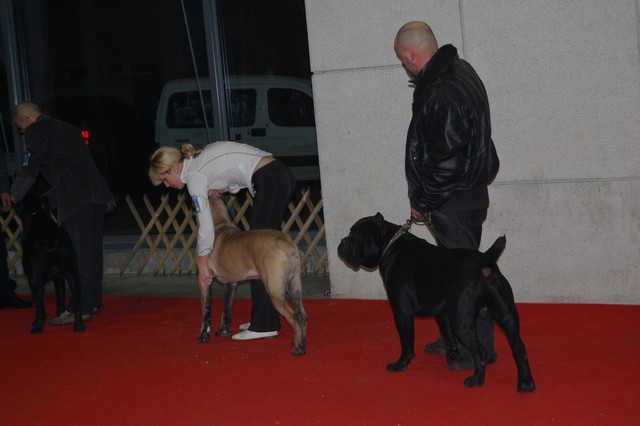 CACIB Lj. 08 - foto povečava