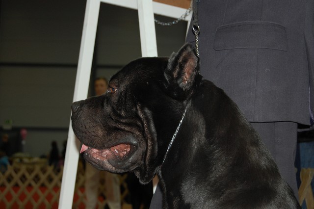 CACIB Tromostovje 08 - foto