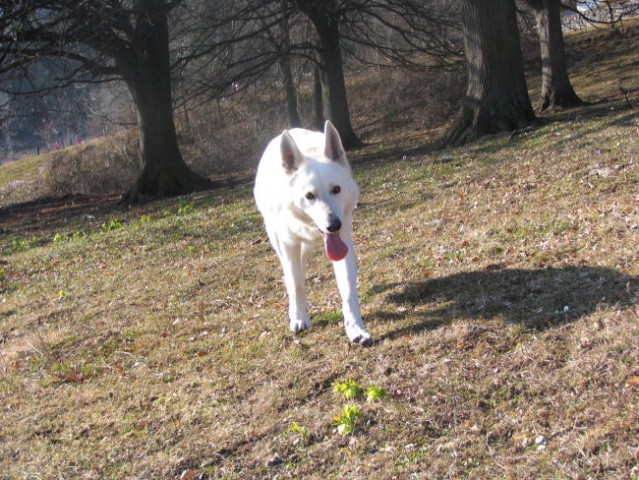 Hektor - foto