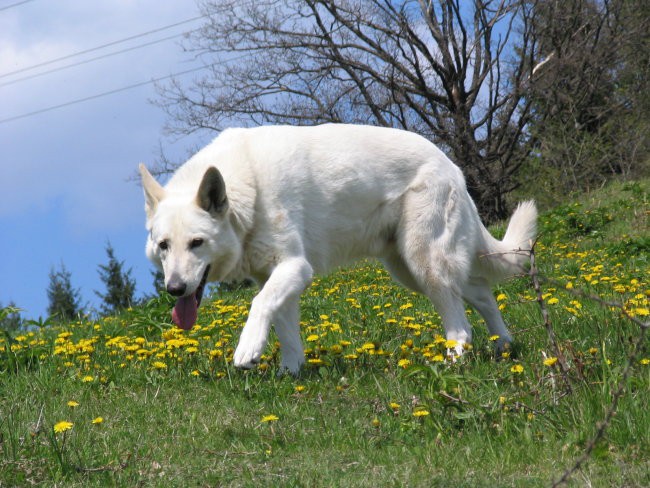 Hektor - foto povečava