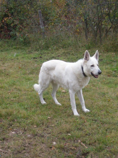 Hektor - foto povečava