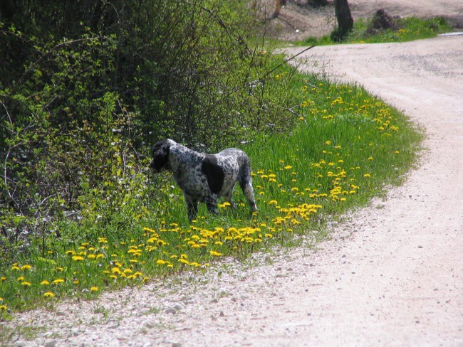 Dona - foto povečava