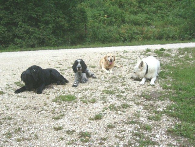 Ena skupinska (od leve proti desni: Bella, Dona, Hudi, Hektor)