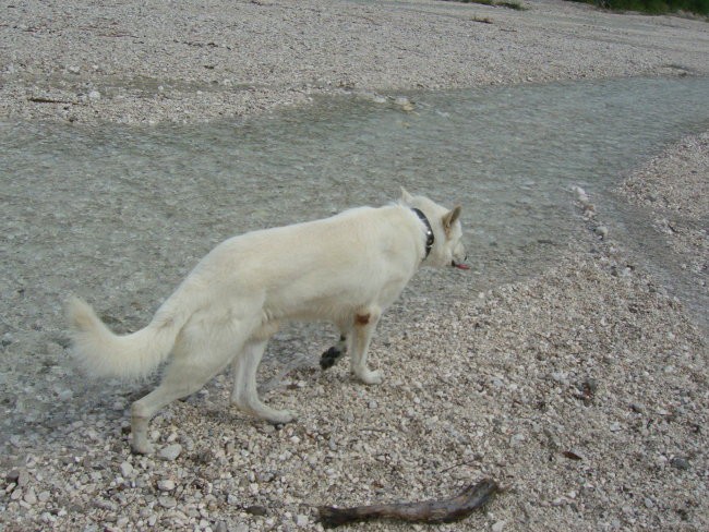 Kranjska gora, avgust 07 - foto povečava