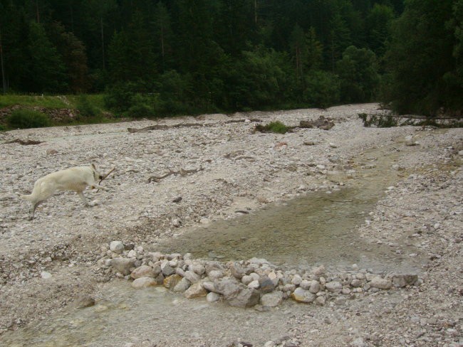 Kranjska gora, avgust 07 - foto povečava