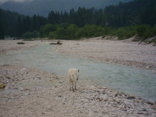 Kranjska gora, avgust 07 - foto povečava