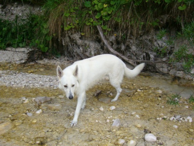 Kranjska gora, avgust 07 - foto