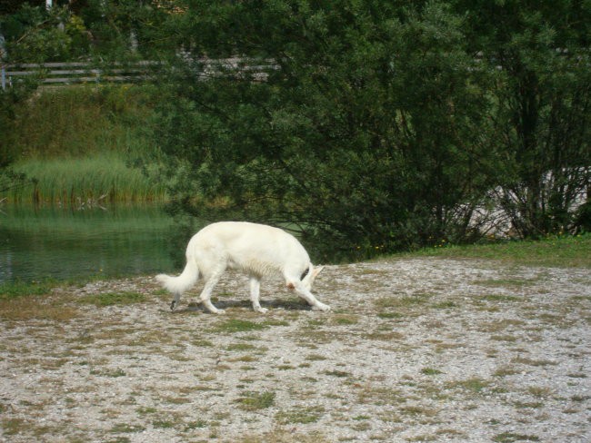 Kranjska gora, avgust 07 - foto povečava