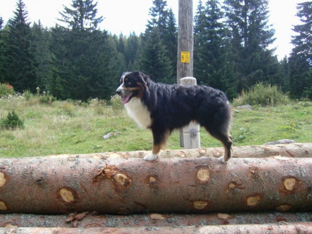 Uskovnica, Pokljuka, sep. 07 - foto