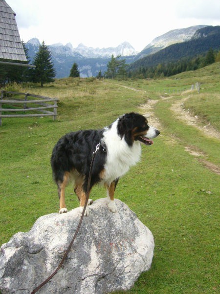 Uskovnica, Pokljuka, sep. 07 - foto