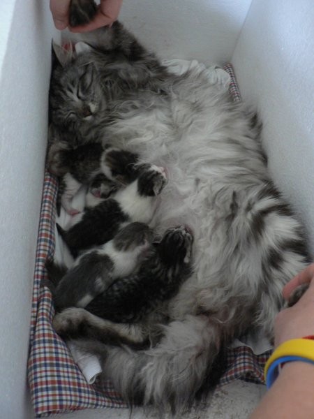 Utrujena mamica s svojimi petimi malčki