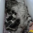 utrujena mamica s svojimi petimi malčki