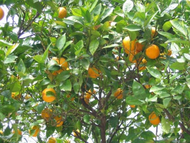 Drevo polno pomaranč v mestu Sali