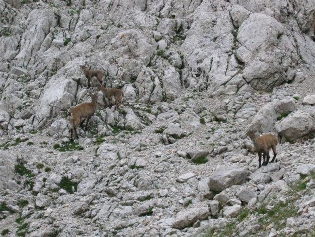 Gamsi med Sukalnikom in Kamniškem sedlom