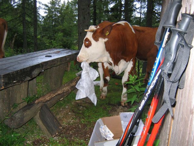 Velika planina; 4.6.2006 in 7.7.-9.7.2006 - foto povečava