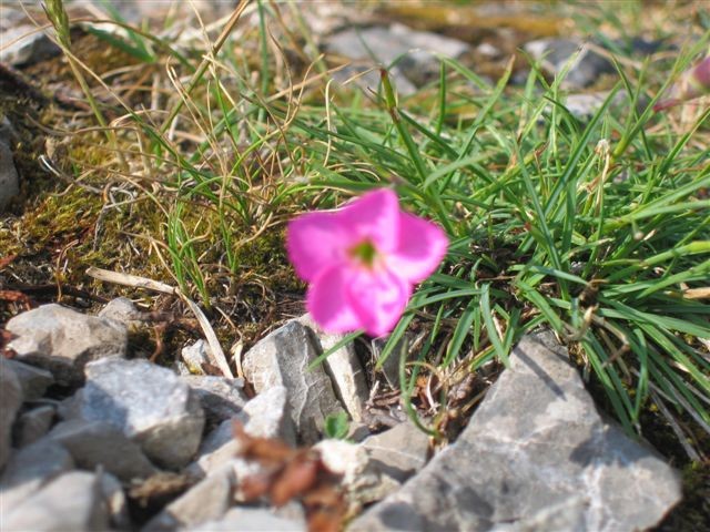 Velika planina; 4.6.2006 in 7.7.-9.7.2006 - foto povečava