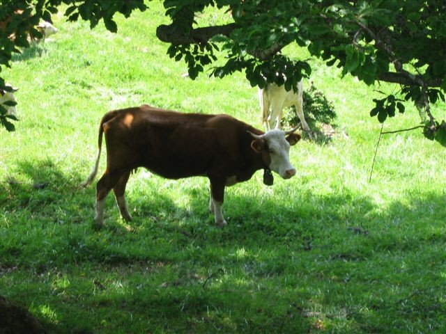 Vrtaška planina; 17.6.2006 - foto povečava