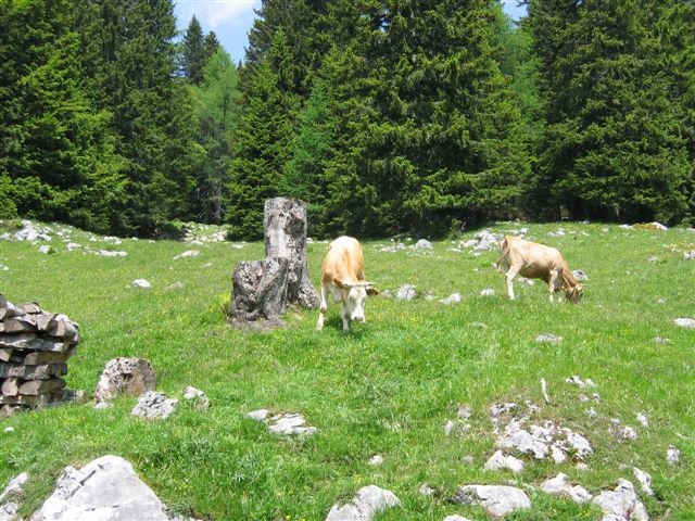 Vrtaška planina; 17.6.2006 - foto