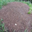 Veliko mravljišče