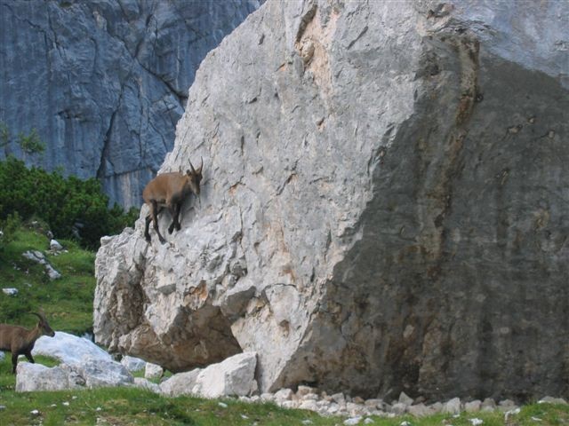 Ura alpinistične šole za malega kozoroga ;-)
