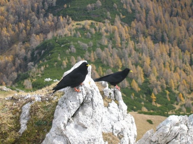 Viševnik (2050m) in Mali Draški vrh (2132m 2 - foto povečava