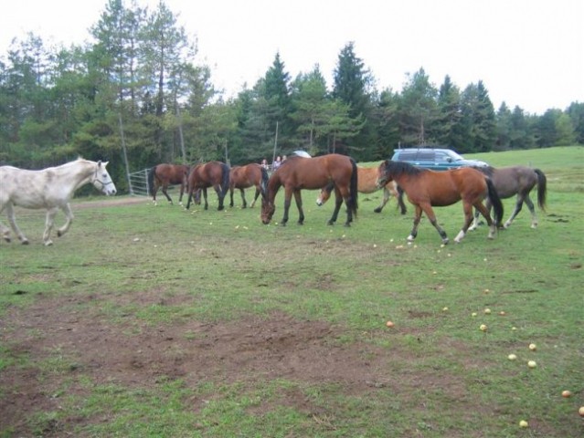 Čreda konjev