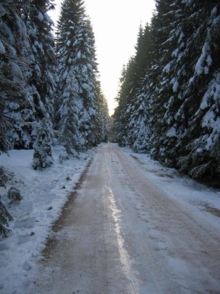 Cesta, ki vodi do Medvedje konte II