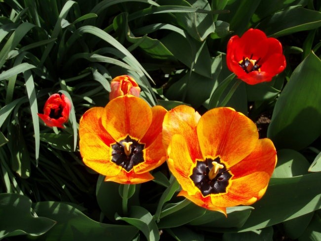 Tulipani z vrta