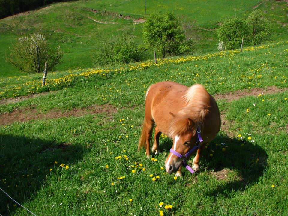 Kratek pohod DPM-a 2009 - foto povečava