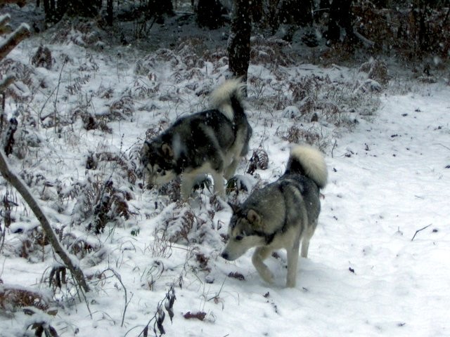 Xena&kaskae 25.1. 2007 - foto povečava