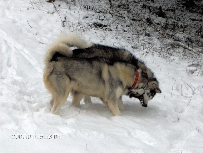 Xena&kaskae 25.1. 2007 - foto povečava