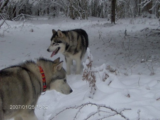 Xena&kaskae 25.1. 2007 - foto