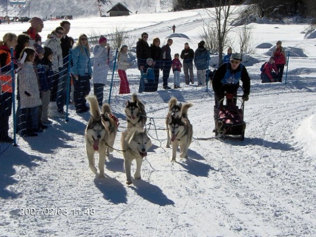 SLEDDOG RATEČE 2007 - foto