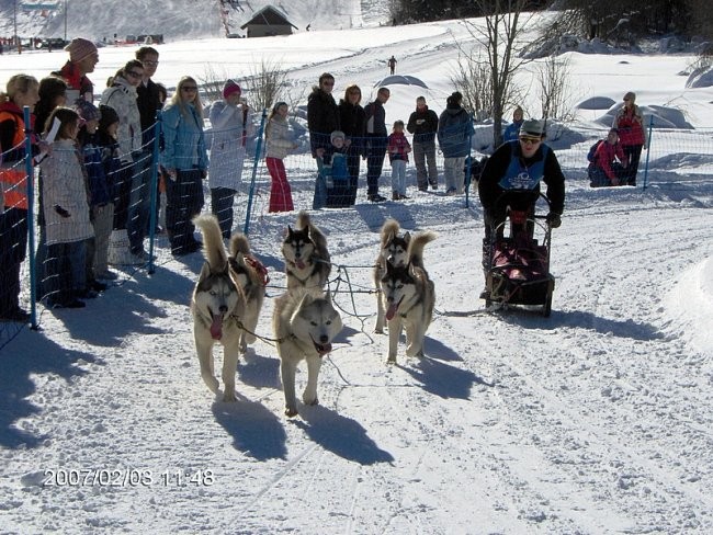 SLEDDOG RATEČE 2007 - foto povečava