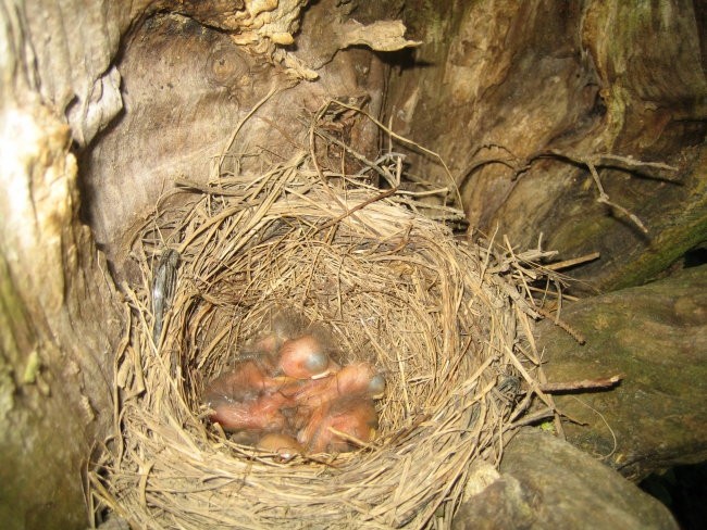 Razno - foto povečava